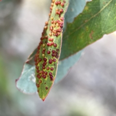 Eucalyptus insect gall at Russell, ACT - 7 Nov 2023
