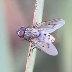 Helina sp. (genus) (Muscid fly) at Russell, ACT - 7 Nov 2023 by Hejor1