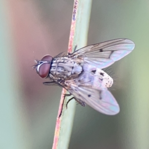 Helina sp. (genus) at Russell, ACT - 7 Nov 2023 05:00 PM