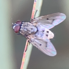 Helina sp. (genus) at Russell, ACT - 7 Nov 2023 05:00 PM