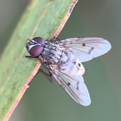 Helina sp. (genus) at Russell, ACT - 7 Nov 2023