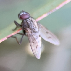 Helina sp. (genus) at Russell, ACT - 7 Nov 2023 05:00 PM