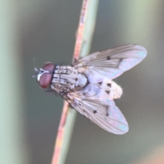 Helina sp. (genus) at Russell, ACT - 7 Nov 2023