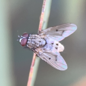 Helina sp. (genus) at Russell, ACT - 7 Nov 2023 05:00 PM