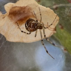 Parasteatoda sp. (genus) (A comb-footed spider) at Russell, ACT - 7 Nov 2023 by Hejor1