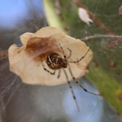 Parasteatoda sp. (genus) at Russell, ACT - 7 Nov 2023