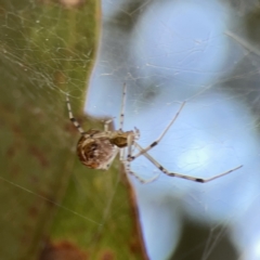 Parasteatoda sp. (genus) at Russell, ACT - 7 Nov 2023 05:12 PM
