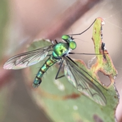 Heteropsilopus sp. (genus) (A long legged fly) at Russell, ACT - 7 Nov 2023 by Hejor1