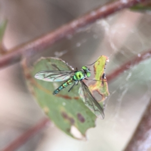 Heteropsilopus sp. (genus) at Russell, ACT - 7 Nov 2023