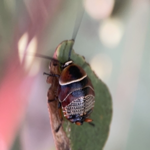 Ellipsidion australe at Russell, ACT - 7 Nov 2023