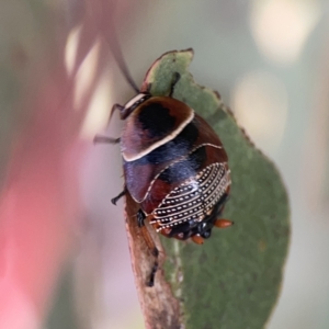 Ellipsidion australe at Russell, ACT - 7 Nov 2023