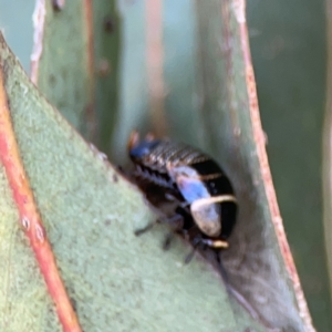 Ellipsidion australe at Russell, ACT - 7 Nov 2023