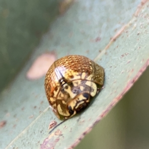 Paropsisterna cloelia at Russell, ACT - 7 Nov 2023 05:01 PM