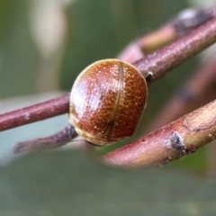 Paropsisterna cloelia at Russell, ACT - 7 Nov 2023