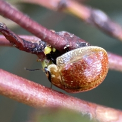 Paropsisterna cloelia at Russell, ACT - 7 Nov 2023 05:01 PM