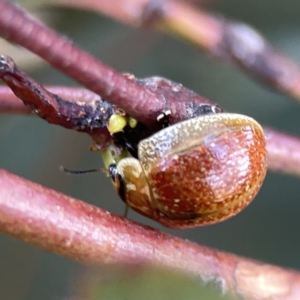 Paropsisterna cloelia at Russell, ACT - 7 Nov 2023 05:01 PM