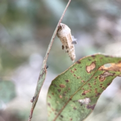 Hyalarcta nigrescens (Ribbed Case Moth) at Russell, ACT - 7 Nov 2023 by Hejor1