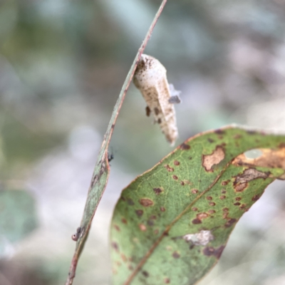 Hyalarcta nigrescens (Ribbed Case Moth) at Russell, ACT - 7 Nov 2023 by Hejor1