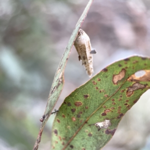 Hyalarcta nigrescens at Russell, ACT - 7 Nov 2023