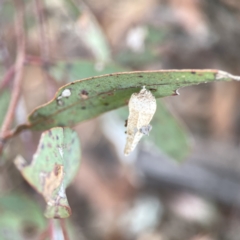 Hyalarcta nigrescens at Russell, ACT - 7 Nov 2023