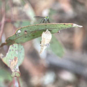 Hyalarcta nigrescens at Russell, ACT - 7 Nov 2023