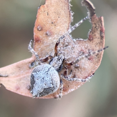 Socca pustulosa (Knobbled Orbweaver) at Russell, ACT - 7 Nov 2023 by Hejor1