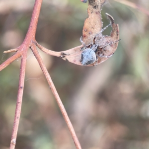 Socca pustulosa at Russell, ACT - 7 Nov 2023 05:30 PM