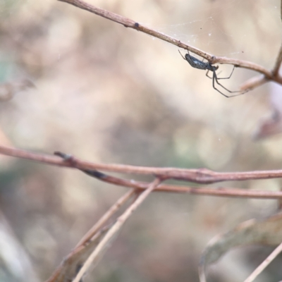 Tetragnatha sp. (genus) (Long-jawed spider) at Russell, ACT - 7 Nov 2023 by Hejor1