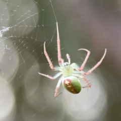 Araneus talipedatus at Russell, ACT - 7 Nov 2023