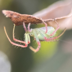 Araneus talipedatus at Russell, ACT - 7 Nov 2023