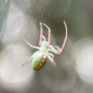 Araneus talipedatus at Russell, ACT - 7 Nov 2023