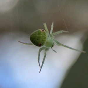 Araneus circulissparsus (species group) at Russell, ACT - 7 Nov 2023