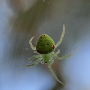 Araneus circulissparsus (species group) at Russell, ACT - 7 Nov 2023