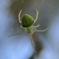 Araneus circulissparsus (species group) at Russell, ACT - 7 Nov 2023