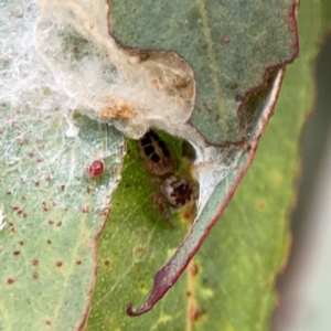 Opisthoncus sexmaculatus at Russell, ACT - 7 Nov 2023