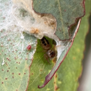 Opisthoncus sexmaculatus at Russell, ACT - 7 Nov 2023