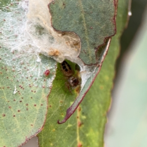 Opisthoncus sexmaculatus at Russell, ACT - 7 Nov 2023