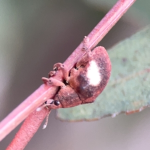 Gonipterus pulverulentus at Russell, ACT - 7 Nov 2023