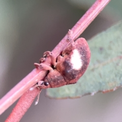 Gonipterus pulverulentus (Eucalyptus weevil) at Russell, ACT - 7 Nov 2023 by Hejor1