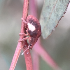 Gonipterus pulverulentus at Russell, ACT - 7 Nov 2023