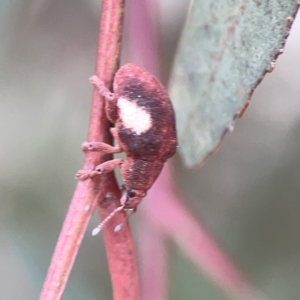 Gonipterus pulverulentus at Russell, ACT - 7 Nov 2023