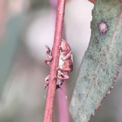 Gonipterus pulverulentus at Russell, ACT - 7 Nov 2023 05:50 PM