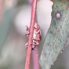 Gonipterus pulverulentus at Russell, ACT - 7 Nov 2023