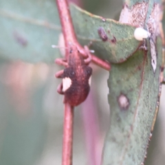 Gonipterus pulverulentus at Russell, ACT - 7 Nov 2023