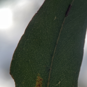 Eucalyptus sp. at Russell, ACT - 7 Nov 2023 05:06 PM