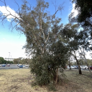 Eucalyptus sp. at Russell, ACT - 7 Nov 2023