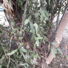 Eucalyptus sp. at Russell, ACT - 7 Nov 2023