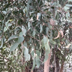 Eucalyptus sp. at Russell, ACT - 7 Nov 2023