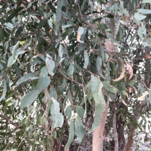 Eucalyptus sp. at Russell, ACT - 7 Nov 2023