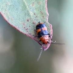 Aporocera (Aporocera) jocosa (Leaf beetle) at Russell, ACT - 7 Nov 2023 by Hejor1